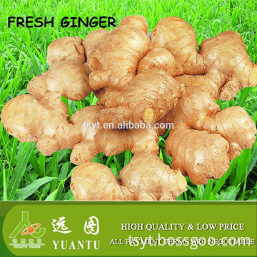 deep fresh ginger